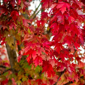 Red Maple Tree